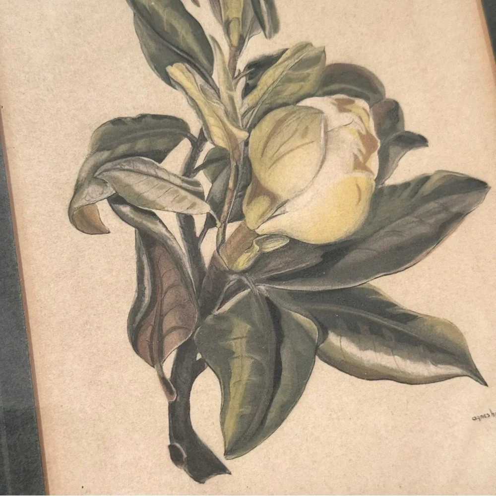 2 Vintage 1950s Framed Camellia &  agnes harrison Lithographs 11.25